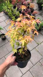 Japanse esdoorn - Acer palmatum, Ophalen, Bloeit niet, Halfschaduw, Overige soorten