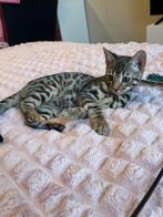 Schattig Bengaal katje zoekt een nieuw thuis, Dieren en Toebehoren, Katten en Kittens | Raskatten | Korthaar, Poes