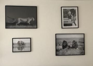 Wanddecoraties beschikbaar voor biedingen