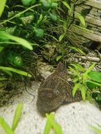 Pleco, Dieren en Toebehoren, Vissen | Aquariumvissen, Zoetwatervis, Vis