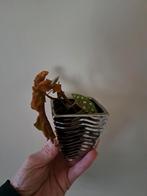 Per potje met stekjes, Huis en Inrichting, Kamerplanten, Ophalen of Verzenden, Halfschaduw, Minder dan 100 cm