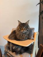 Maine Coon Dekkater uit Russische Lijn Beschikbaar!, 0 tot 2 jaar
