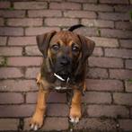 Onze Bumpy zoekt een nieuw huisje, 15 weken tot 1 jaar, Overige rassen, Teef, Eén hond