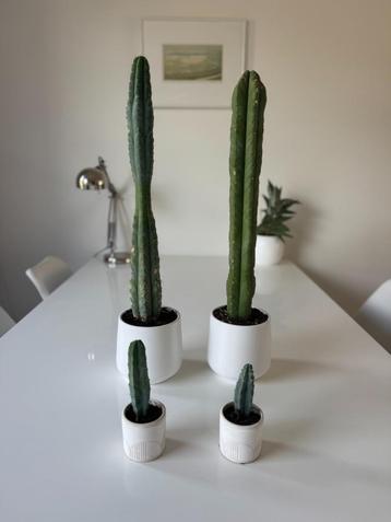Cactus Trichocereus Pachanoi / San Pedro beschikbaar voor biedingen