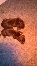 Kaninchen teckel pups, Dieren en Toebehoren, Honden | Teckels en Dashonden, Kaninchen, CDV (hondenziekte), 8 tot 15 weken, Korthaar