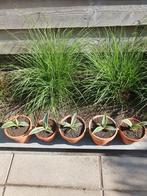 Agave, Ophalen, Bloeit niet, Overige soorten, Volle zon