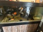 Aquarium 700 liter ., Dieren en Toebehoren, Ophalen, Gebruikt, Gevuld zoetwateraquarium