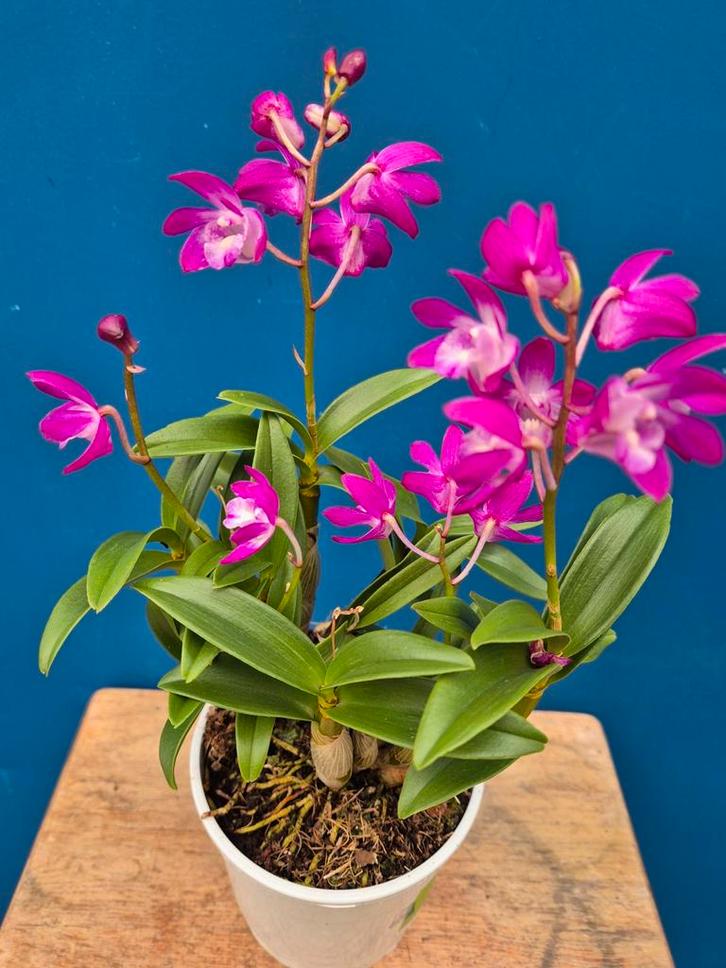 Orchidee Dendrobium Kingeanum p12 (4), Huis en Inrichting, Kamerplanten, Minder dan 100 cm, Halfschaduw, Ophalen of Verzenden