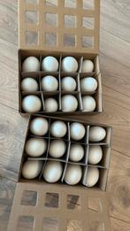 Eieren uitgeblazen  . Kip, gans , kwartel , struisvogel, Ophalen of Verzenden, Zo goed als nieuw