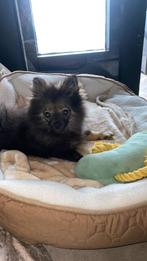 Pomeriaan pup merle, Dieren en Toebehoren, België, Particulier, Keeshond, 15 weken tot 1 jaar