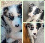 Bordercollie collie veedrijver Border Collie schaap, Rabiës (hondsdolheid), Reu, 1 tot 2 jaar, Eén hond