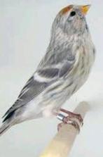 Noordse barmsijs poppen en/of jongen gezocht, Dieren en Toebehoren, Vogels | Overige Vogels, Meerdere dieren, Tropenvogel