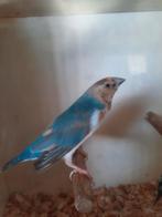 Tekoop gouldamadine man.natuur broed.....pastel blauw, Dieren en Toebehoren, Vogels | Overige Vogels, Mannelijk