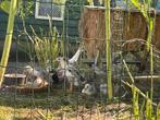 Loopeend kuikens, Dieren en Toebehoren, Pluimvee, Meerdere dieren, Eend