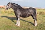 Aansprekende 2 jarige hengsten, Dieren en Toebehoren, Pony's, Hengst, 0 tot 2 jaar