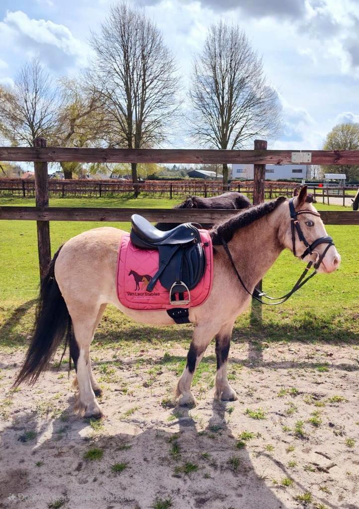Leuke spring pony (A pony), Dieren en Toebehoren, Pony's, Merrie