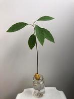Avocado plant 2/ avocadoplant/ avocadoplantje, Huis en Inrichting, Kamerplanten, Ophalen, Overige soorten, Minder dan 100 cm