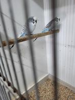 Grasparkieten, Meerdere dieren, Parkiet, Geringd