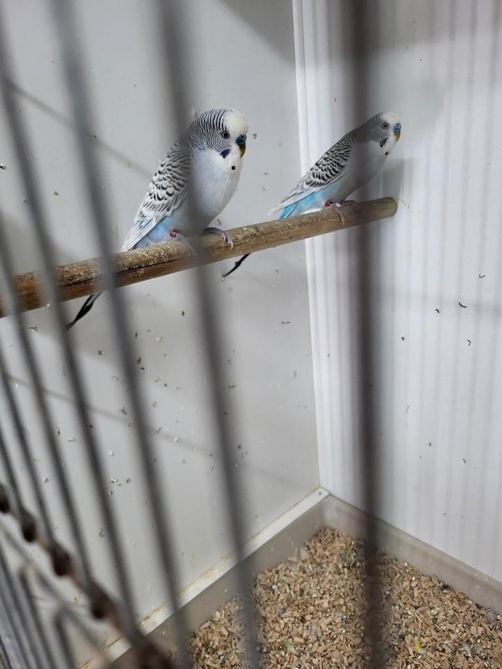 Grasparkieten, Dieren en Toebehoren, Vogels | Parkieten en Papegaaien, Parkiet, Meerdere dieren, Geringd