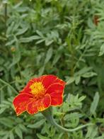 Te koop: zaden 1-, 2-jarigen en vaste planten, Tuin en Terras, Bloembollen en Zaden, Ophalen, Zaad