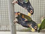 Koppel  Bronsvleugel pionus, Dieren en Toebehoren, Meerdere dieren, Papegaai, Geringd
