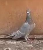 Ik ben op zoek naar deze kleur duif, Geslacht onbekend, Postduif