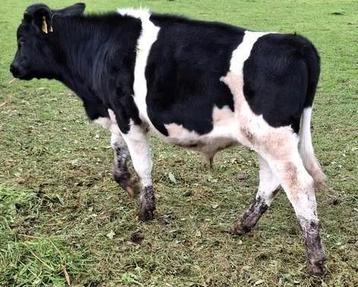 5,5 maand oud 100% Zwart Bont Fries-Hollands stierkalf beschikbaar voor biedingen