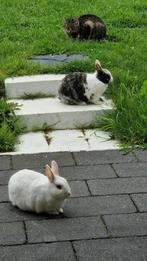 Dwerg konijntjes, Dieren en Toebehoren, Konijnen, Meerdere dieren, Dwerg