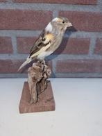 Prachtige opgezette bonte kanarie, Ophalen of Verzenden, Nieuw, Opgezet dier