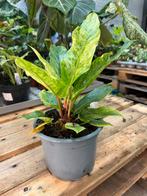 Anthurium bonplandii variegata - 15cm pot, Huis en Inrichting, Kamerplanten, Ophalen of Verzenden