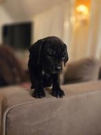 Cane Corso pups huiselijk opgegroeid!, Parvo, Overige rassen, 8 tot 15 weken, Meerdere dieren