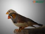 Zebravink | Tropische vogels | Passend advies, Meerdere dieren, Kleurkanarie