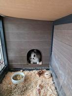 Konijn 4 maanden oud met alle toebehoren, Dieren en Toebehoren, Konijnen, Mannelijk, Klein, 0 tot 2 jaar
