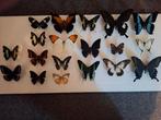 Opgezette Vlinders - Taxidermie, Verzamelen, Dierenverzamelingen, Ophalen of Verzenden, Nieuw, Insect, Opgezet dier