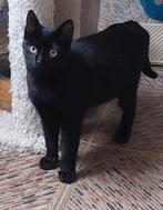 Lieve zwarte kater (gecastreerd) Jude, Kater, Gechipt, 0 tot 2 jaar