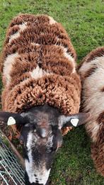 Te koop overjarige bonte dekram, Mannelijk, Schaap
