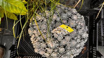 Orostachys furusei beschikbaar voor biedingen