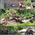 Jonge kaapse / muskus eenden, Dieren en Toebehoren, Pluimvee, Meerdere dieren, Eend