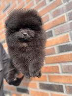 Pomeriaan pup teefje en reutje Bearface, Rabiës (hondsdolheid), 15 weken tot 1 jaar, Buitenland, Meerdere
