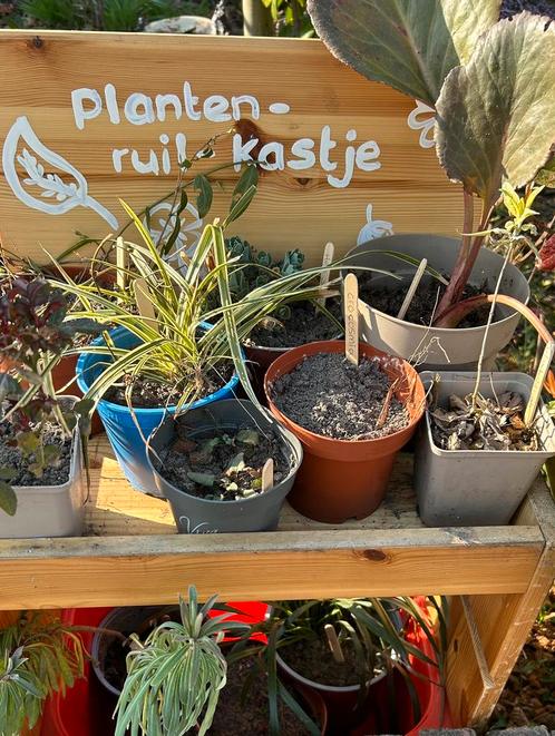 17 en 18 mei is het zover: de planten ruil dag, Tuin en Terras, Planten | Tuinplanten, Overige soorten, Volle zon, Zomer, Ophalen