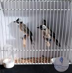 1-0 chinese buulbuuls, Dieren en Toebehoren, Vogels | Overige Vogels, Meerdere dieren
