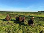 Wyandotte kriel kippen goud zwart gezoomd gesekst + ingeënt, Dieren en Toebehoren, Vrouwelijk, Kip