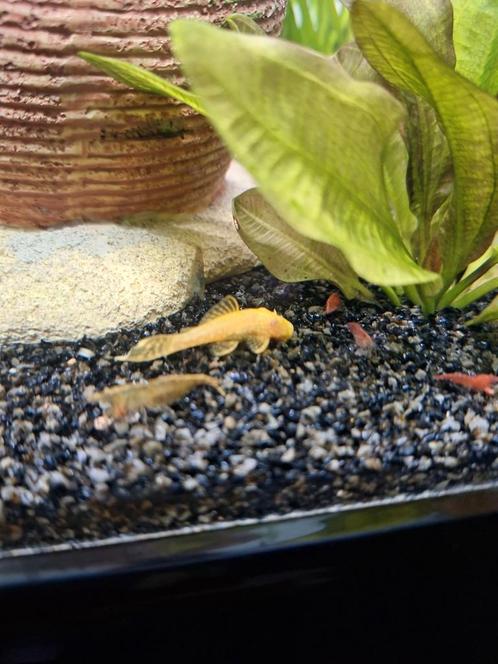 Te koop Garnalen en Algeneters, Dieren en Toebehoren, Vissen | Aquariumvissen, Zoetwatervis, Vis