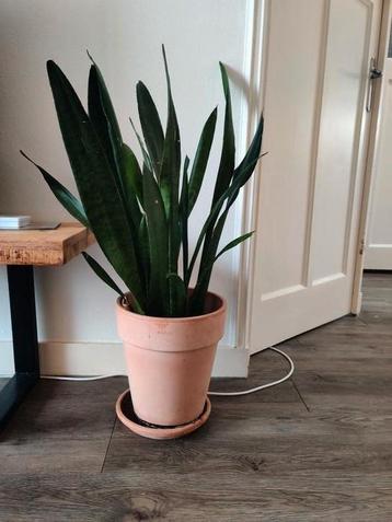 Sansevieria / Snake plant  beschikbaar voor biedingen