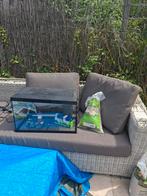 Juwel primo aquarium- 613137 cm - 60 Liter zwart, Dieren en Toebehoren, Vissen | Aquariumvissen, Vis