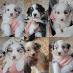 Raszuivere gestest Australian Shepherd Black Tri Dekreu pups, Rabiës (hondsdolheid), Reu, Eén hond, 3 tot 5 jaar