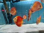 Discus Super Red Melon, Symphysodon Discus Super Red Melon, Vis, Zoetwatervis