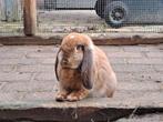 2 jonge Franse hangoor dames, Dieren en Toebehoren, Vrouwelijk, Groot, Hangoor, 0 tot 2 jaar