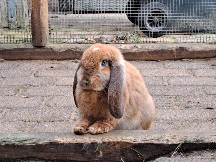 2 jonge Franse hangoor dames, Dieren en Toebehoren, Konijnen, Groot, Vrouwelijk, 0 tot 2 jaar, Hangoor