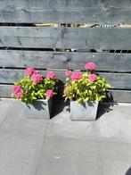 Roze hortensia's met pot, Tuin en Terras, Ophalen, Zomer, Overige soorten, Halfschaduw